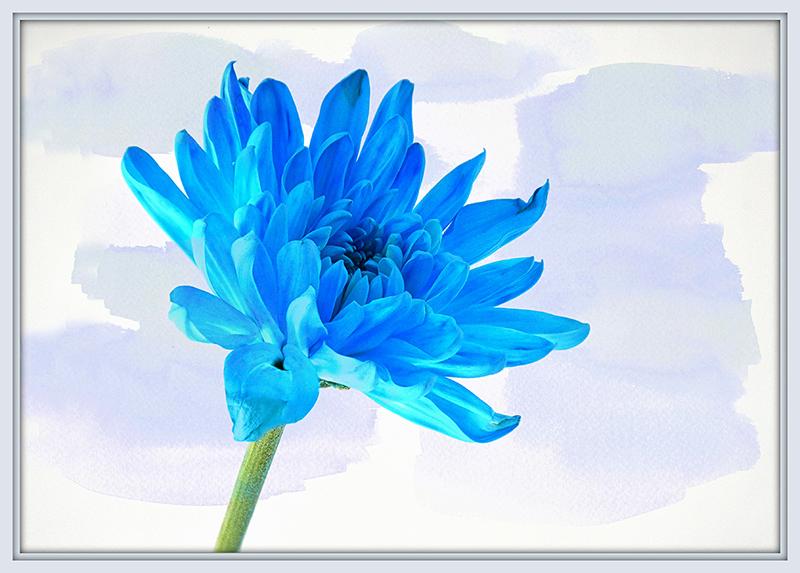 Blue Mum by Darlene Perkin